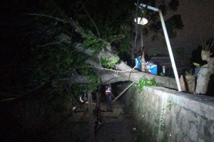 BPBD: Angin Kencang Tumbangkan Dua Pohon di Kota Bekasi