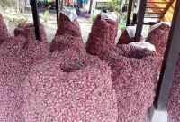 Saat Panen Bawang Merah