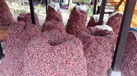 Saat Panen Bawang Merah