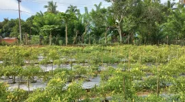 Foto: Perkebunan Cabai