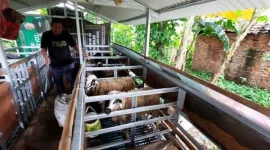 Bansos Budidaya Kambing Kota Bekasi