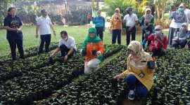 Kementan Bagikan Benih Cabai untuk Masyarakat Jakarta