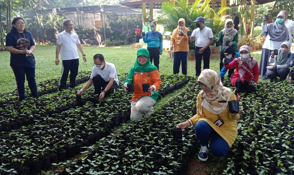 Kementan Bagikan Benih Cabai untuk Masyarakat Jakarta