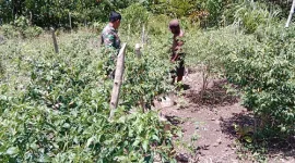 Warga Kampung Tanjung Batu Panen Buah Rica