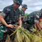 Foto: Letkol Armen Terjun ke Sawah