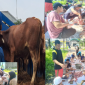 Warga RT 01 RW 024 Villa Gading Harapan (VGH) Gelar Pemotongan Hewan Qurban