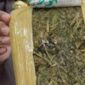 Ilustrasi Paket Ganja