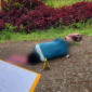 Foto: Jasad Salah Satu Korban Penembakan OPM