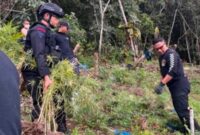 Lokasi Ladang Ganja