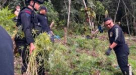 Lokasi Ladang Ganja