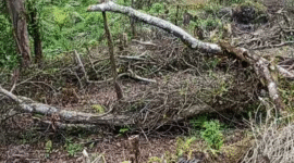 Teks Photo Penampakan Kerusakan Pohon Di Lereng Gunung Salak