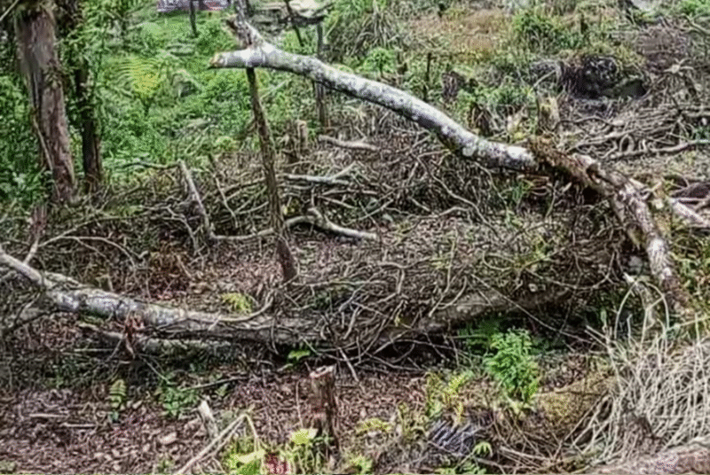 Teks Photo Penampakan Kerusakan Pohon Di Lereng Gunung Salak