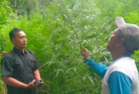 Photo: Lokasi Ladang Ganja