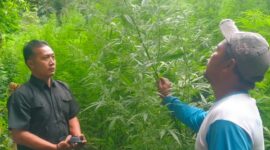 Photo: Lokasi Ladang Ganja