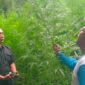 Photo: Lokasi Ladang Ganja