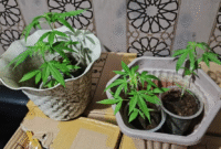 Photo: Barang Bukti Tanaman Daun Ganja