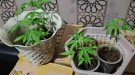 Photo: Barang Bukti Tanaman Daun Ganja