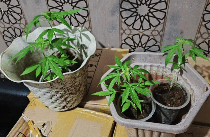 Photo: Barang Bukti Tanaman Daun Ganja