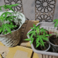 Photo: Barang Bukti Tanaman Daun Ganja