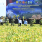 Panen Raya Kedelai di Nganjuk